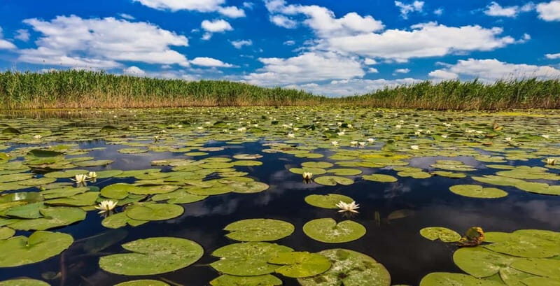 PREMIUM TOUR SMALL GROUP Bucharest: Day Trip to Danube Delta - Arrival in Tulcea and Boarding the Speedboat