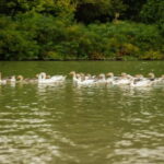PREMIUM TOUR SMALL GROUP Bucharest-The Heart of Danube Delta - What Makes This Tour Stand Out?