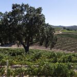 Private All-Inclusive 3-Winery Tour from Paso Robles/Atascadero - Why This Tour Stands Out