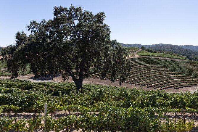 Private All-Inclusive 3-Winery Tour from Paso Robles/Atascadero - Why This Tour Stands Out