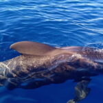 Private Charter Private Charter to see the whales - 3 Hours - Final Thoughts