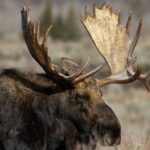 Private, Custom Yellowstone Wildlife Tours & Photo Safaris - Final Thoughts