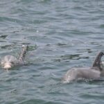 Private Dolphin Cruise - Who Should Book This Tour?