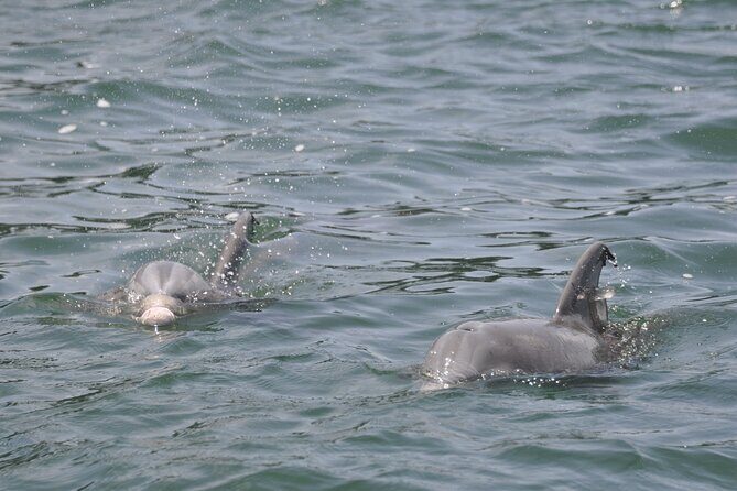 Private Dolphin Cruise - Who Should Book This Tour?