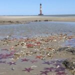 Private Dolphin Watch, Lighthouse and Ecological Boat Tours - Practical Details and Value