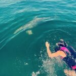 Private Swim with Dolphins And Snorkeling Tour - Pricing and Value