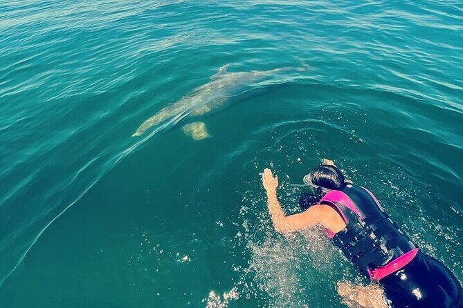 Private Swim with Dolphins And Snorkeling Tour - Pricing and Value
