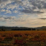 Private tour of the Alpilles, wine tastings, and local restaurant - The Highlight: Tasting Organic Wines in Provençal Settings