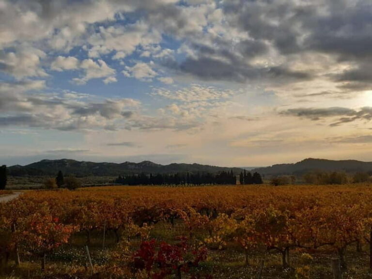 Private tour of the Alpilles, wine tastings, and local restaurant - The Highlight: Tasting Organic Wines in Provençal Settings