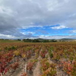 Private tour of the Beaujolais region, wine tastings, and local restaurant - Who Will Love This Tour?