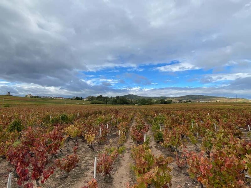 Private tour of the Beaujolais region, wine tastings, and local restaurant - Who Will Love This Tour?