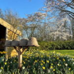 Private Tour, Tesla from Amsterdam: Keukenhof & Tulip Fields - The Experience: What to Expect