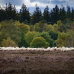 Private Tour Veluwe National Park and Kröller Müller Museum - The Kröller Müller Museum: Art in a Natural Setting