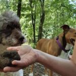 Private TruffleHunting Tour from Belgrade  Lunch with Wine - Practical Tips for the Tour