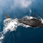 Private Whale Watching Tour of Oahu - FAQs