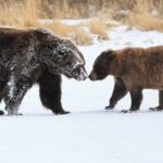 Private Whittier Cruise Transit Tour With AWCC - Is This Tour Worth the Price?