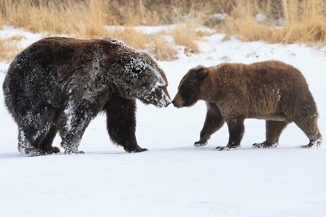Private Whittier Cruise Transit Tour With AWCC - Is This Tour Worth the Price?