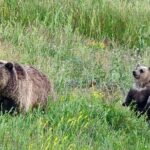 Private Wildlife Safari from West Yellowstone with Lunch - What Makes This Tour Stand Out