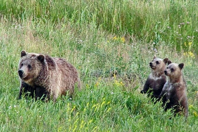 Private Wildlife Safari from West Yellowstone with Lunch - What Makes This Tour Stand Out