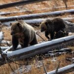 Private Yellowstone Wildlife and Photo Tours West Yellowstone - Is This Tour Worth the Cost?