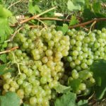 Prosecco Tasting in Countryside Winery - Final Thoughts: Is This Tour Worth It?