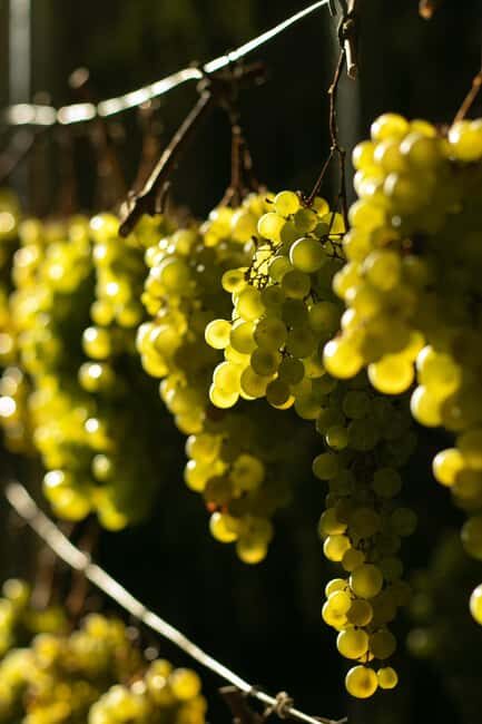 Prosecco tour in Valdobbiadene: Wine tasting and local products - Who Should Consider This Tour?