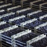 Prosecco Winery Tasting with Food Pairing near Venice - An Introduction to the Experience