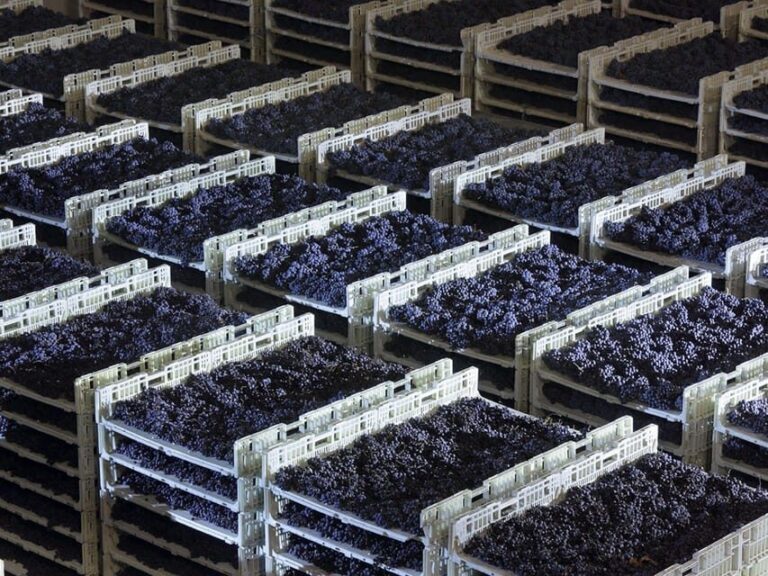 Prosecco Winery Tasting with Food Pairing near Venice - An Introduction to the Experience