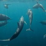 Puerto Escondido: The Best Adventure for Dolphin Watching - What’s Included and What to Bring