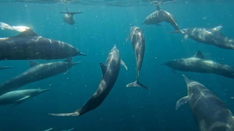 Puerto Escondido: The Best Adventure for Dolphin Watching - What’s Included and What to Bring