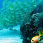 Puerto Morelos Reef Snorkeling Tour with Lunch - Transport and Facilities