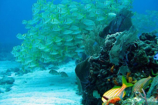 Puerto Morelos Reef Snorkeling Tour with Lunch - Transport and Facilities
