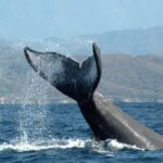 Puerto Vallarta: Whale Watching on Catamaran - Who Is This Tour Best For?