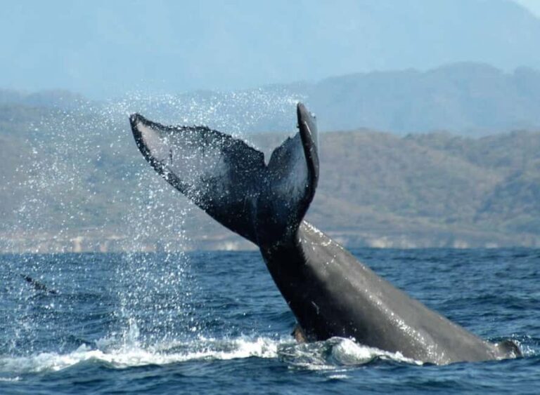 Puerto Vallarta: Whale Watching on Catamaran - Who Is This Tour Best For?