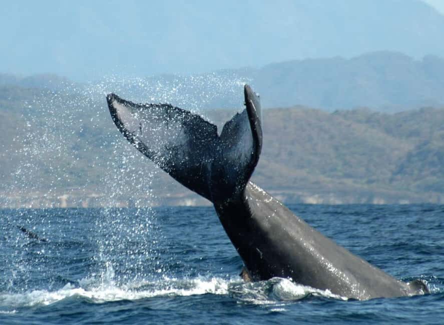 Puerto Vallarta: Whale Watching on Catamaran - Who Is This Tour Best For?