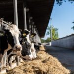 Puglia: Masseria Seppunisi Tour, Cheese, Burrata Tasting - Exploring Masseria Seppunisi: A Farm Steeped in Tradition