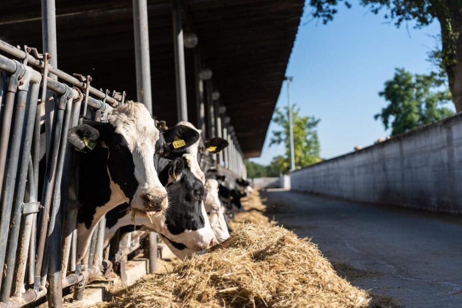 Puglia: Masseria Seppunisi Tour, Cheese, Burrata Tasting - Exploring Masseria Seppunisi: A Farm Steeped in Tradition