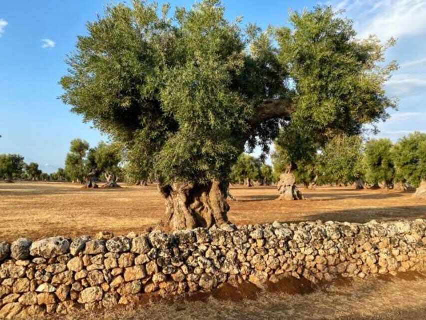 Puglia: Olive Oil Tasting Experience with Olive Grove Walk - Practical Details and Tips