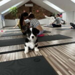 Puppy Yoga in Riga - FAQ