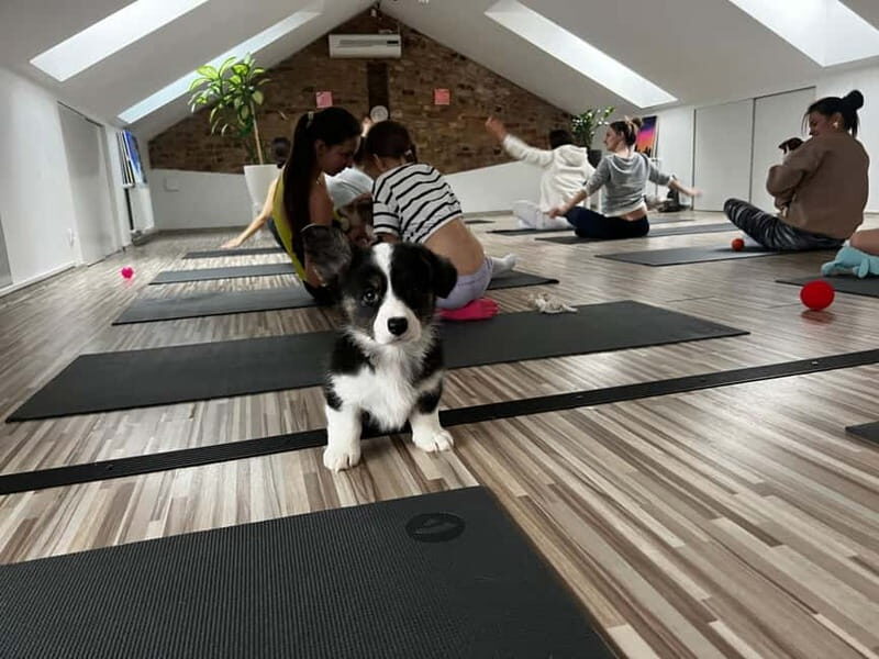 Puppy Yoga in Riga - FAQ