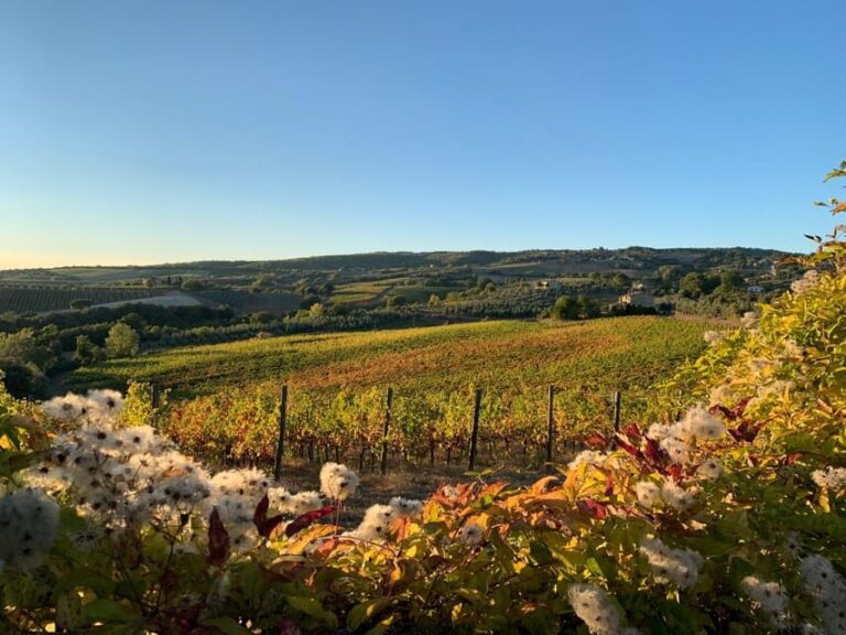 Raise a Glass: Exclusive Wine Experiences Near Orvieto - Final Thoughts