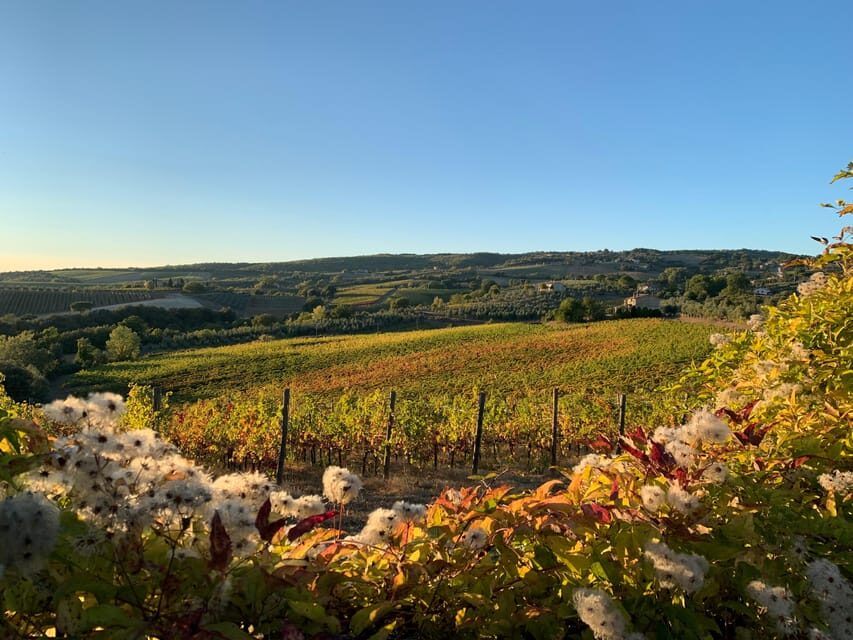 Raise a Glass: Exclusive Wine Experiences Near Orvieto - Final Thoughts