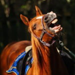 Riga Horse Riding tour along the Beach - Who will love this experience?