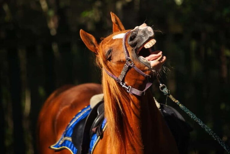 Riga Horse Riding tour along the Beach - Who will love this experience?
