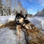 Riga: Husky Dog Sledding and Ride in Bobsleigh Track - Who Is This Tour Best For?