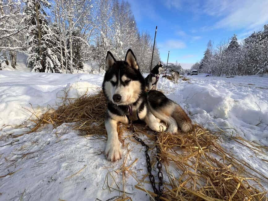 Riga: Husky Dog Sledding and Ride in Bobsleigh Track - Who Is This Tour Best For?