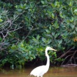 Rio Lagartos and San Felipe: Isla Cerritos, Cenote Kambulnah and Pesca. - The Real Value of This Tour