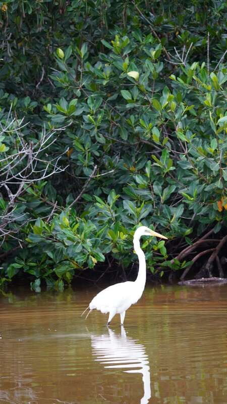 Rio Lagartos and San Felipe: Isla Cerritos, Cenote Kambulnah and Pesca. - The Real Value of This Tour