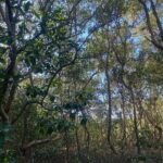 Rio Lagartos Expedition: boat journey through the mangrove - What to Expect on the Tour