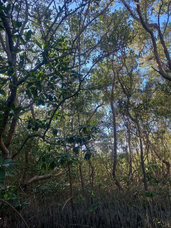 Rio Lagartos Expedition: boat journey through the mangrove - What to Expect on the Tour